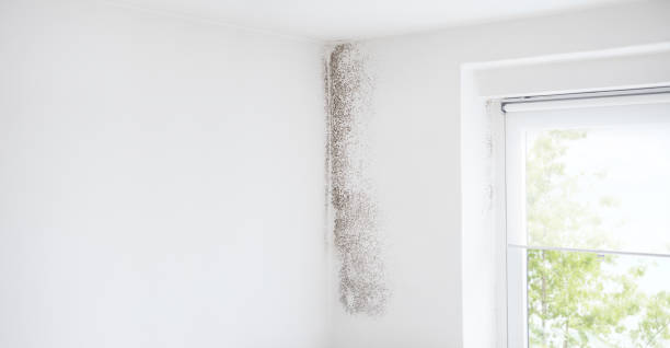 Professional Mold Removal in Kalaeloa, HI