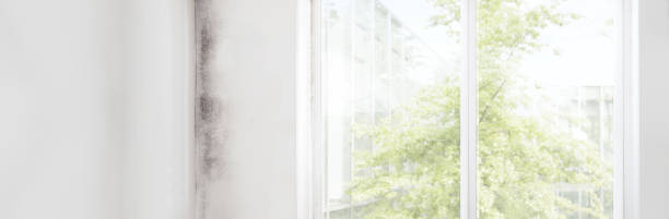 Best Mold Odor Removal Services  in Kalaeloa, HI