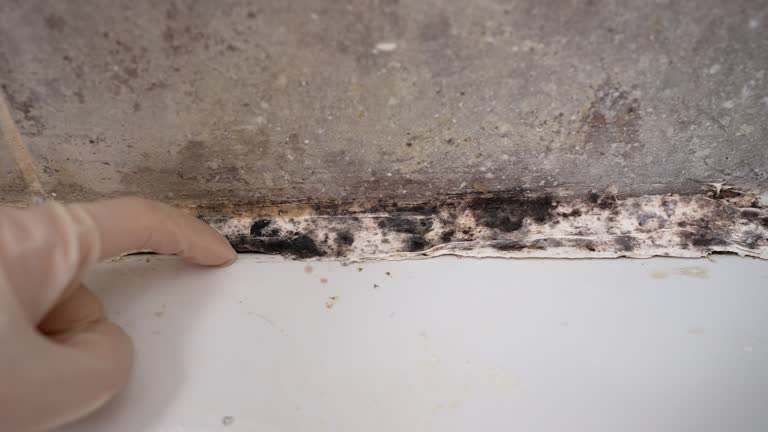  Kalaeloa, HI Mold Removal Pros