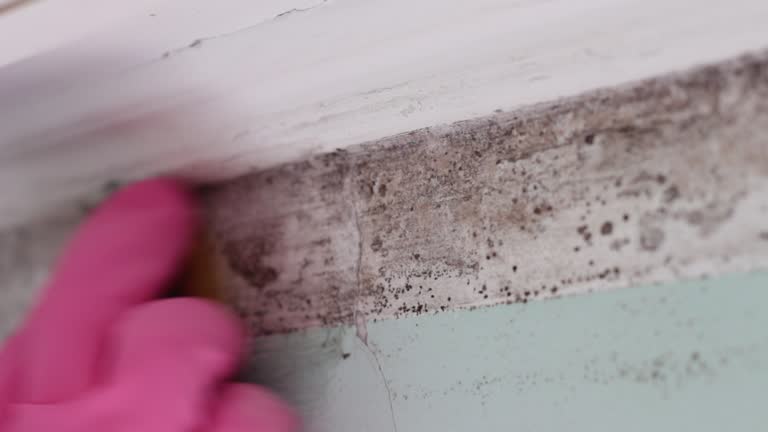 Best Water Damage & Mold Remediation  in Kalaeloa, HI